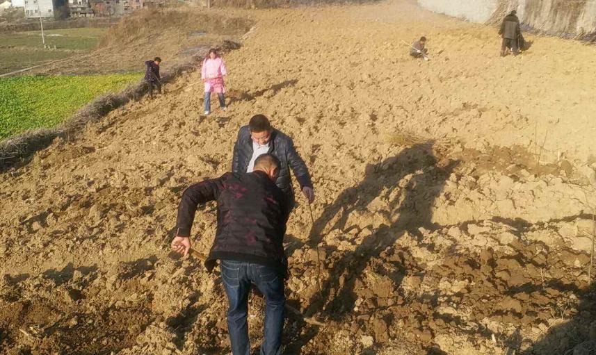 黄桃种植方法全过程,黄桃嫁接用什么砧木最好