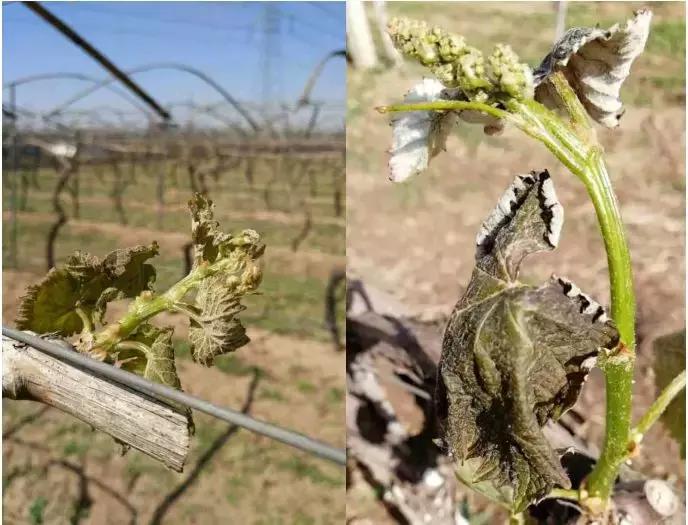 今年宾川葡萄受霜冻影响严重吗,怎样预防霜冻对葡萄的危害