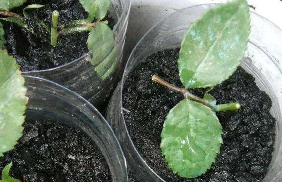 喜欢烧烤但是要省钱怎么办,喜欢养花的技巧和方法