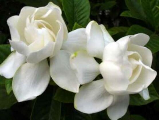 栀子花水培和土培哪种好养,栀子花修剪栀子花扦插水培