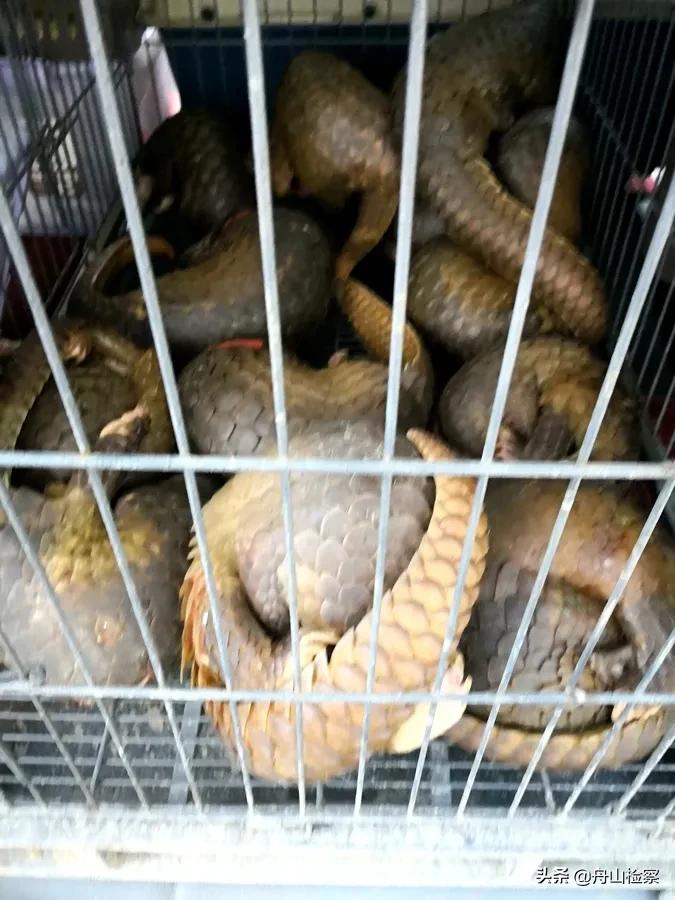 非法收购野生保护动物,非法收购野生陆生动物罪