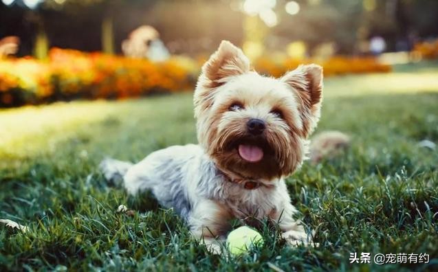 约克夏犬的特性,约克夏宠物怎么养