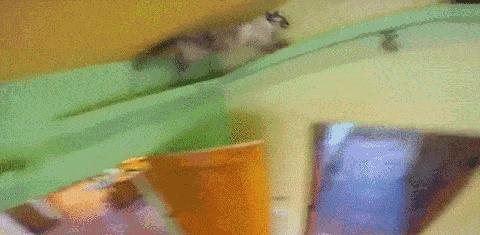 猫咪到底能跳多高,猫咪能跳多高