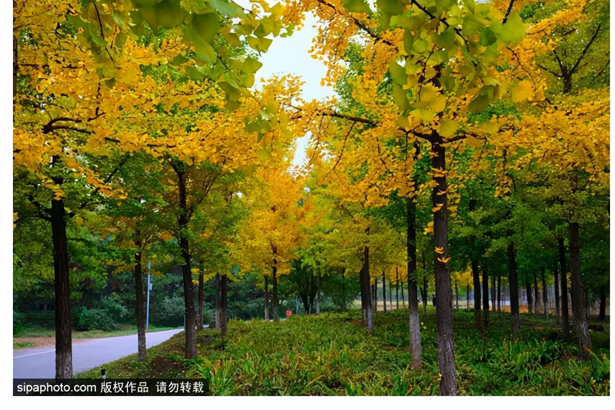 17处京城绝美银杏观赏点，看看有没有家门口的？