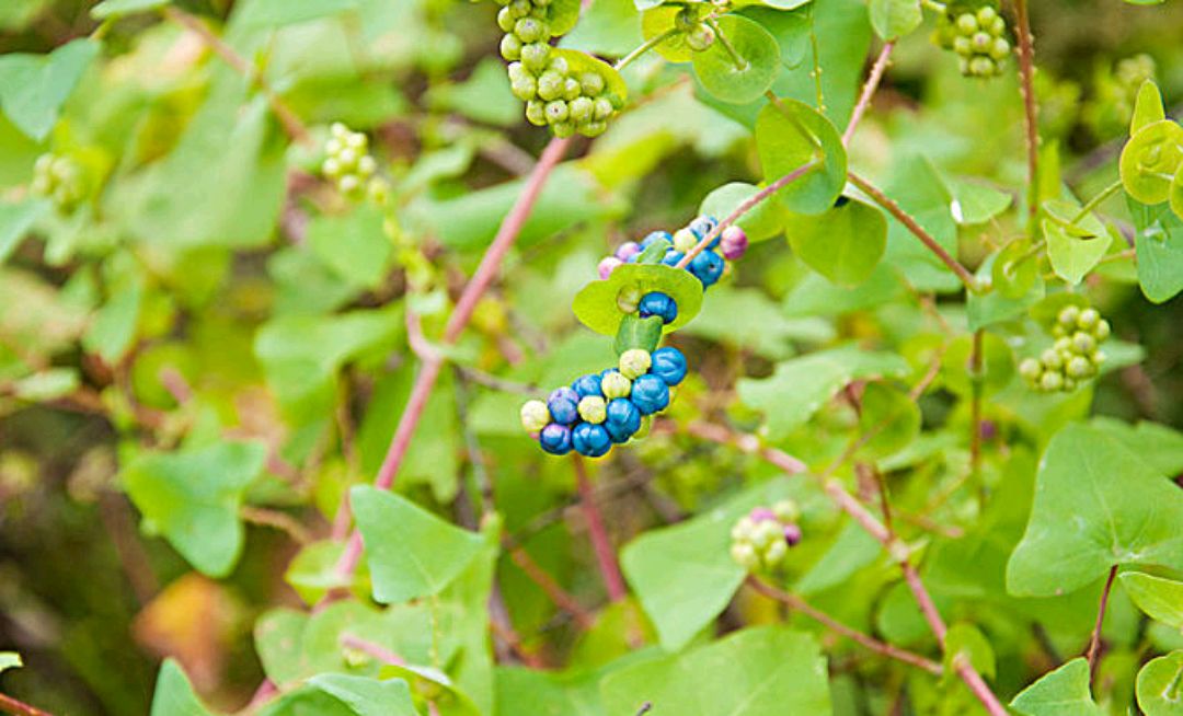 小时候经常见又叫不上名字的植物,一些常见的能吃的植物名称