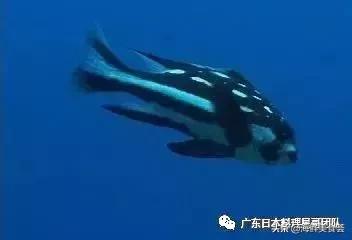 这5种淡水鱼值得多吃,中国最好吃的鱼类排行榜