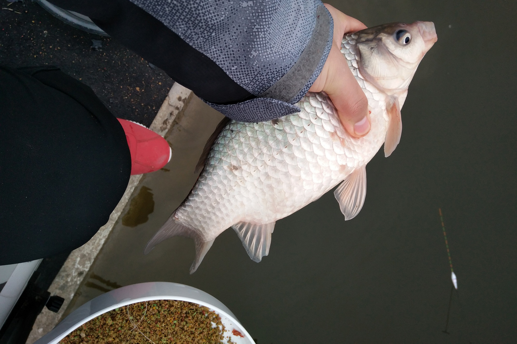 怎么在池塘钓大个体鲫鱼,野外钓鱼如何钓到大鲫大鲤鱼