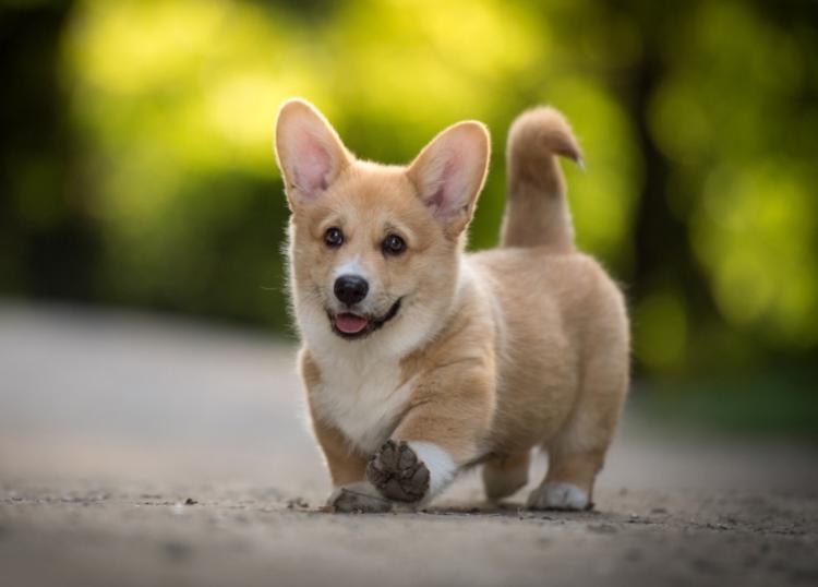 为什么母猫交配过程中撕心裂肺,而狗狗却静悄悄,本篇文章告诉你