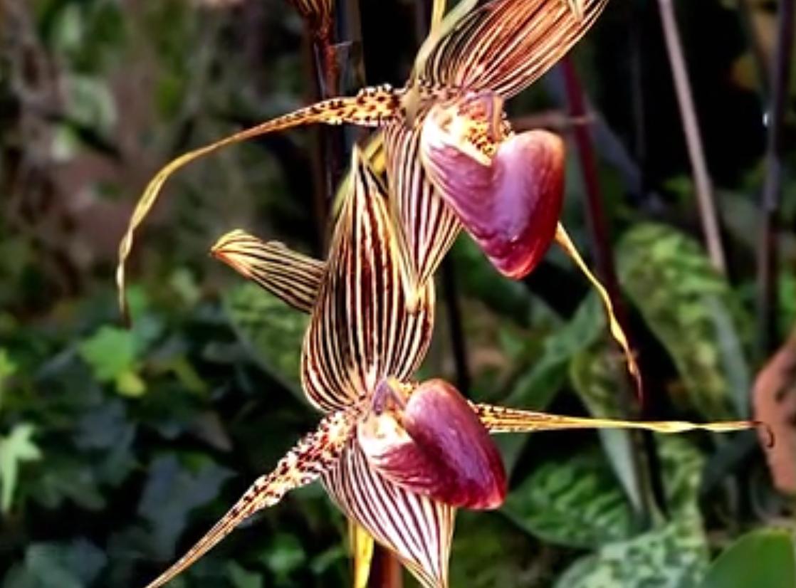 七夕还在送花？来个新玩法，带她去看世界上最昂贵的10种花