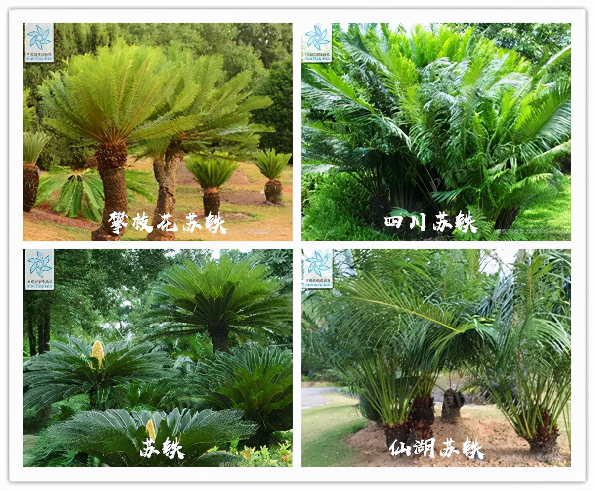 迎接COP15,保护生物多样性丨长江里有什么之“巴蜀之宝”苏铁