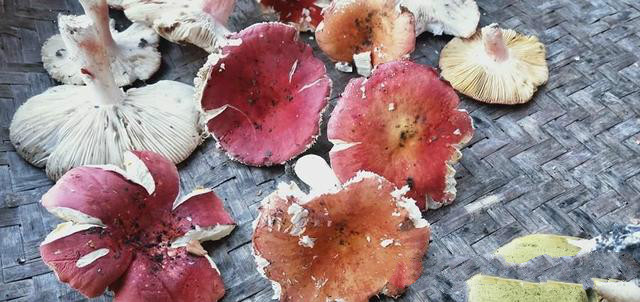 常见的蘑菇和菌菇,蘑菇种类的家常做法