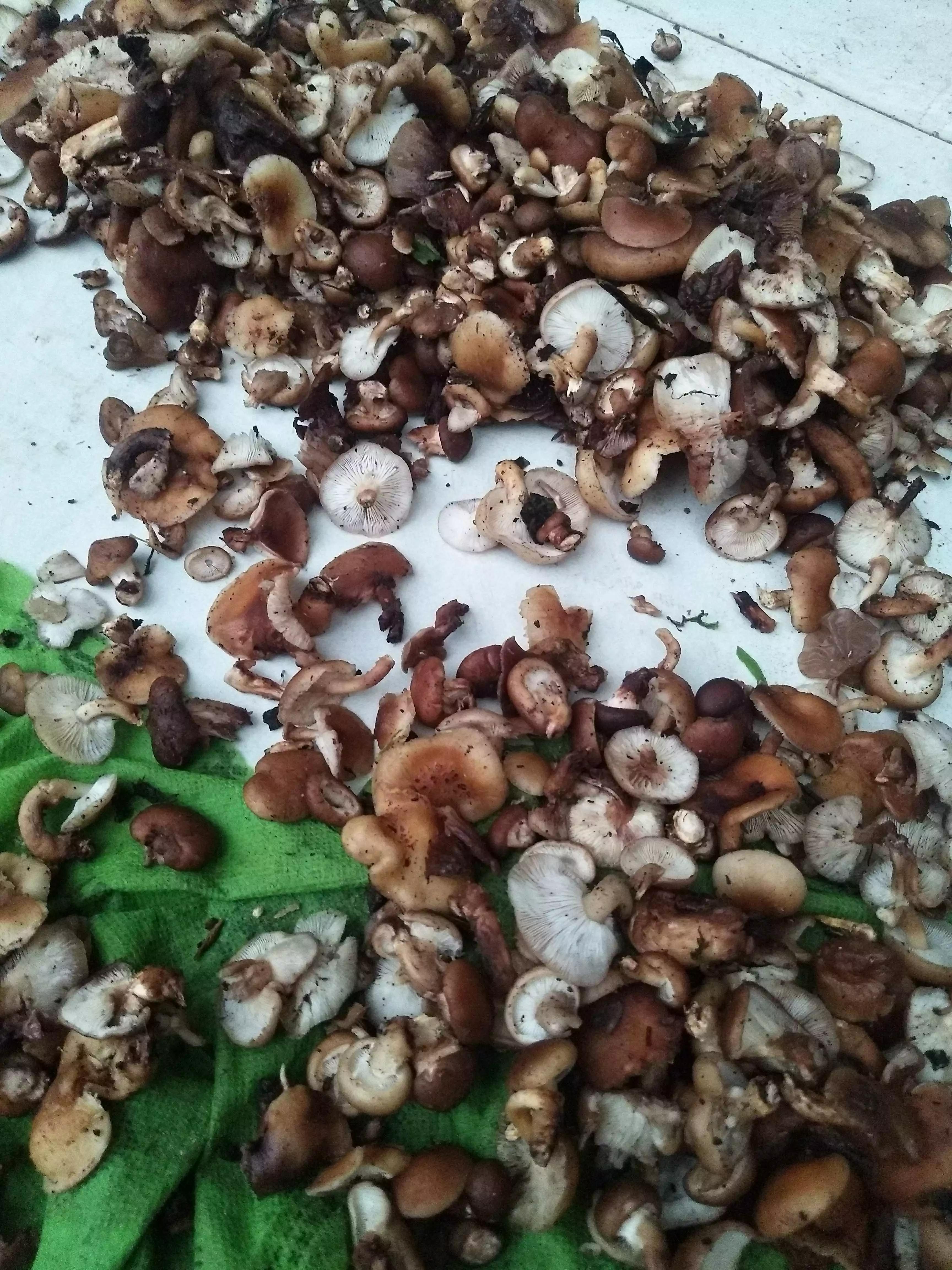 吃野生菌轻微中毒症状,野生菌中毒的急救措施