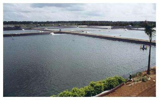 黄金米虾饲养教学,宽背黄金米虾饲养视频