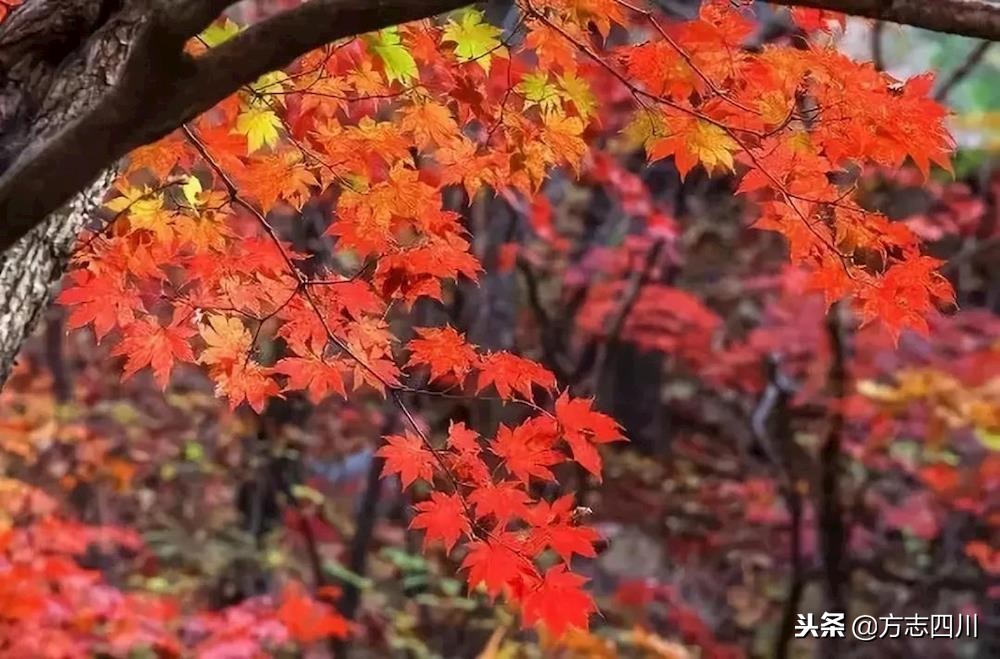 四川改革开放的案例,四川的改革开放成绩