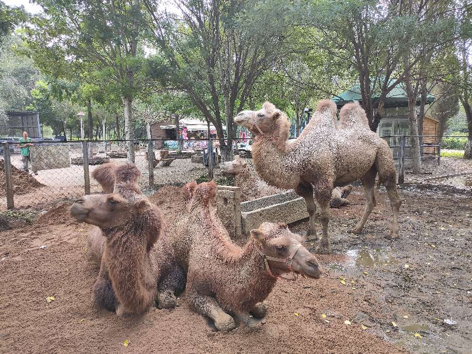 沈阳周边有山有水的免费景点,沈阳工业展览馆2021车展免费门票