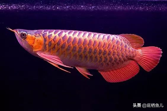 水族界的平头哥,鱼缸界平头哥