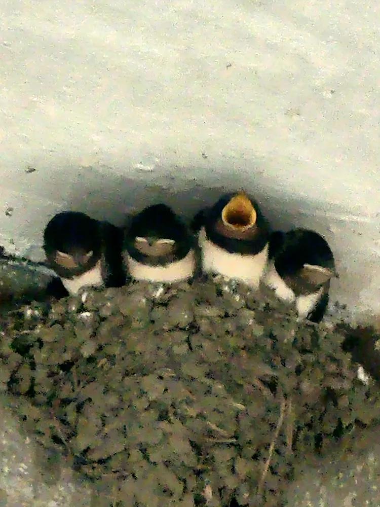 游高淳老街,逛高淳老街品固城湖螃蟹