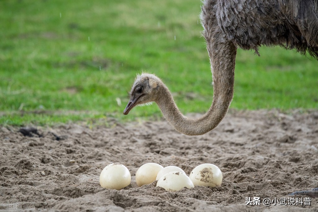 一颗鸵鸟蛋能吃多久,一颗鸵鸟蛋相当于几个鸡蛋