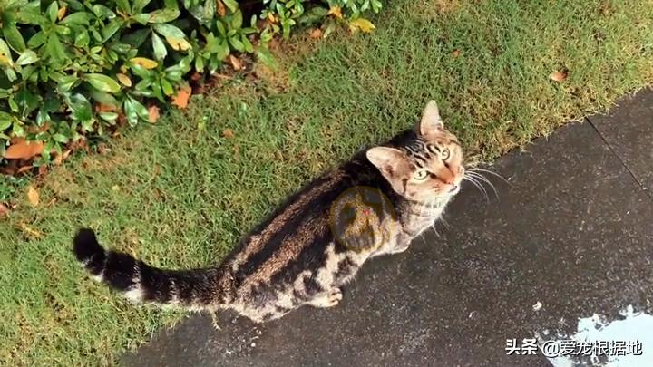 同伴被困空房子,流浪猫向人类求助,获救后它竟主动让出食物