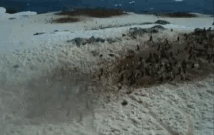 企鹅这些年把我们骗得好苦，它们根本不是什么好鹅，个个都是极品