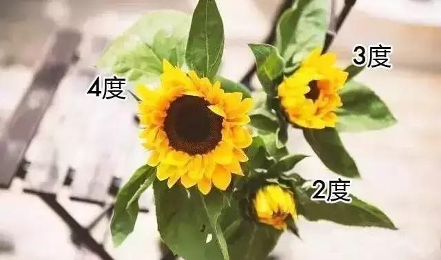 向日葵怎么搭配花材,花材向日葵价格