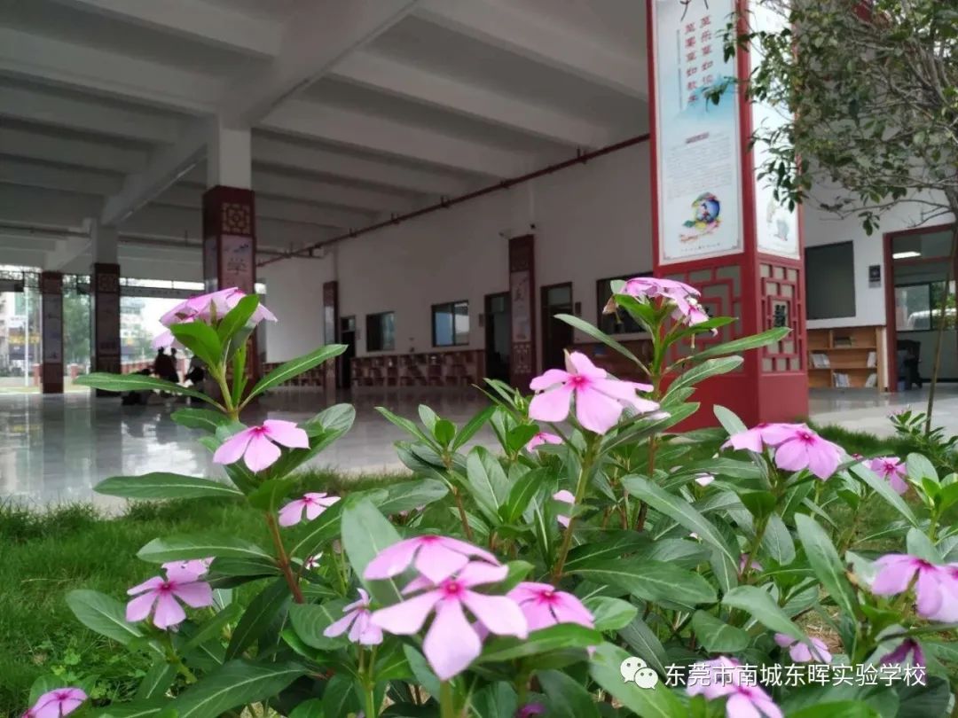 东莞南城东晖实验学校初中公费生,东莞市南城东晖实验学校