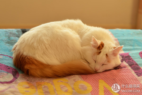 只选一只人像定焦镜头推荐,为什么专业摄影师都喜欢定焦镜头