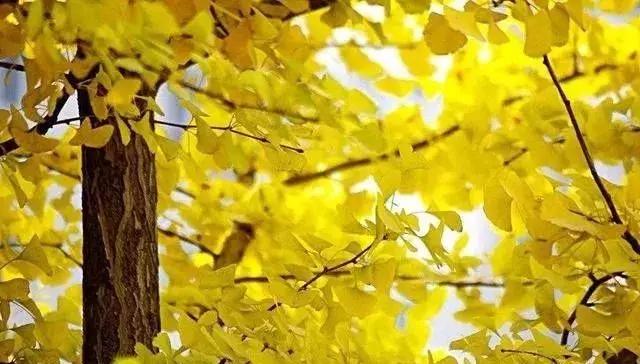 苗木种类名称大全,绿化中的苗木代号