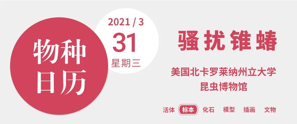 这种小虫有多危险?达尔文也被它咬过,得了终生未治的疾病