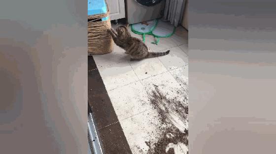 养猫咪怎么样才可以当铲屎官,新手养猫如何布置猫咪的房间