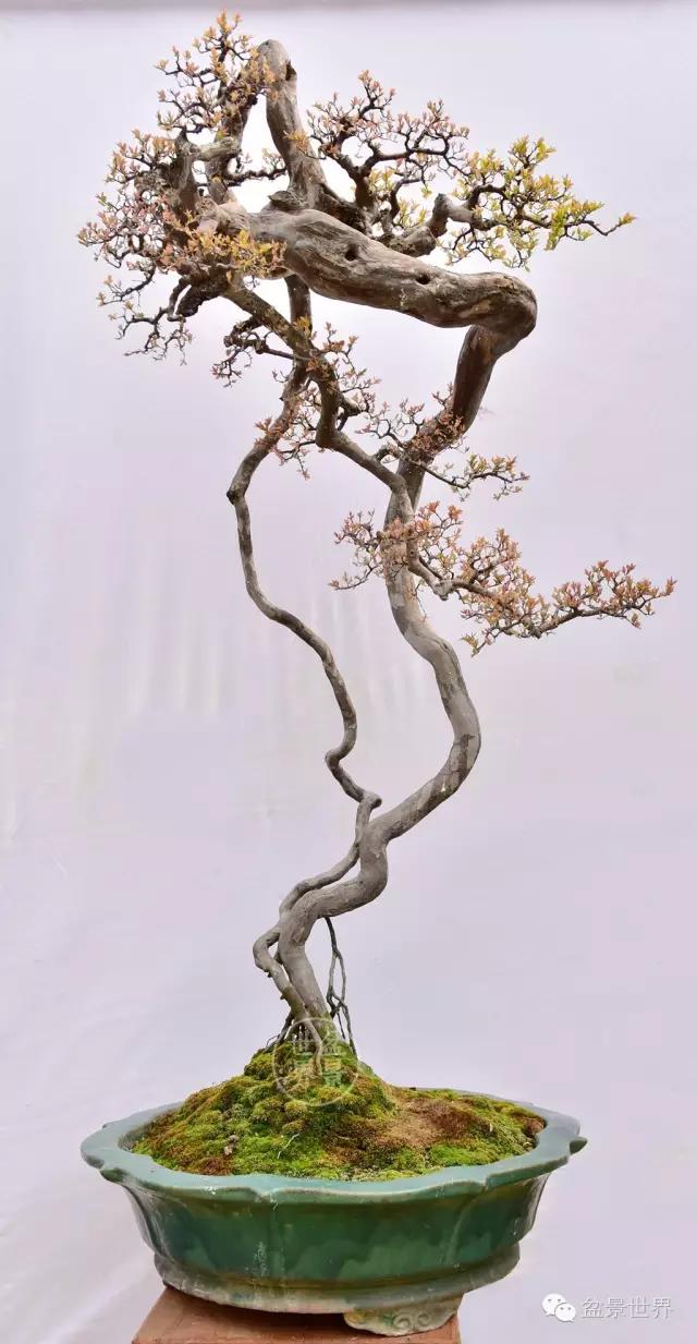 大师级老桩盆景欣赏,精美绝伦的老桩盆景