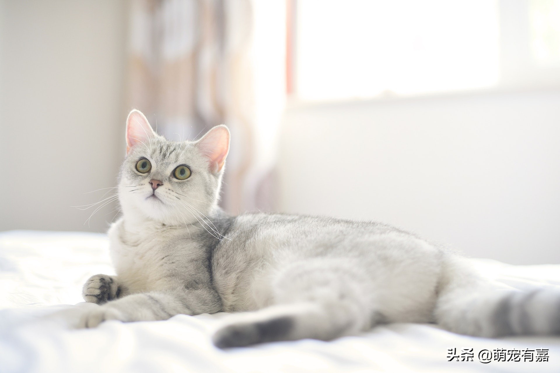 猫咪除尿臭最有效的方法,猫咪霉菌净