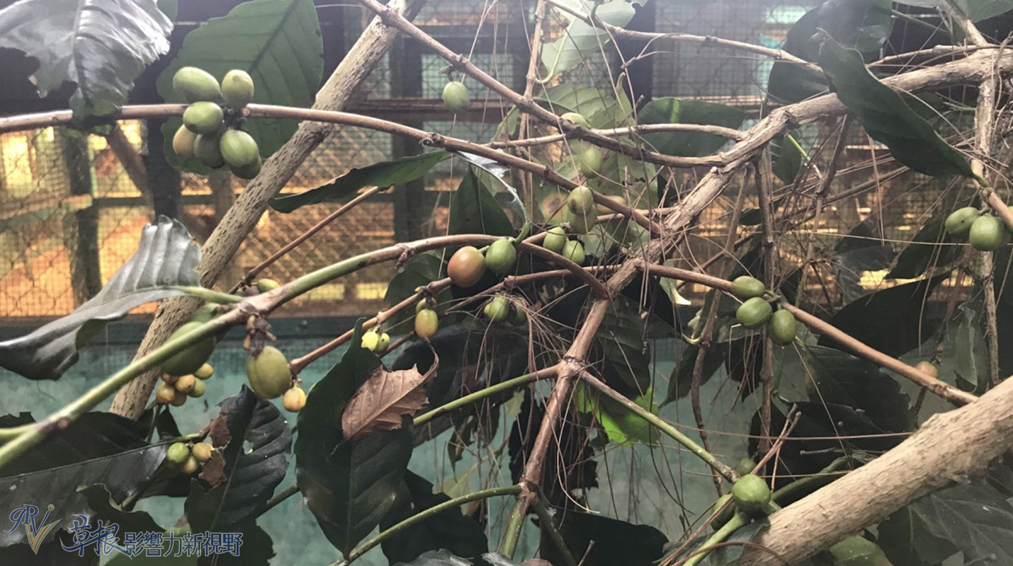 爪哇惊奇,二十万隆麝香猫咖啡园