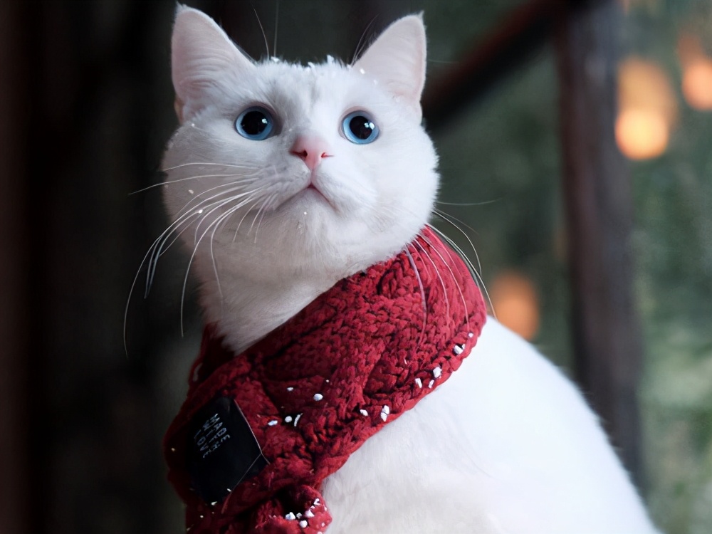 宠物猫流鼻水怎么办,宠物猫感冒流鼻涕吃得下饭没事吗