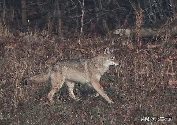 加拿大最危险五大动物,全球十大危险有毒动物