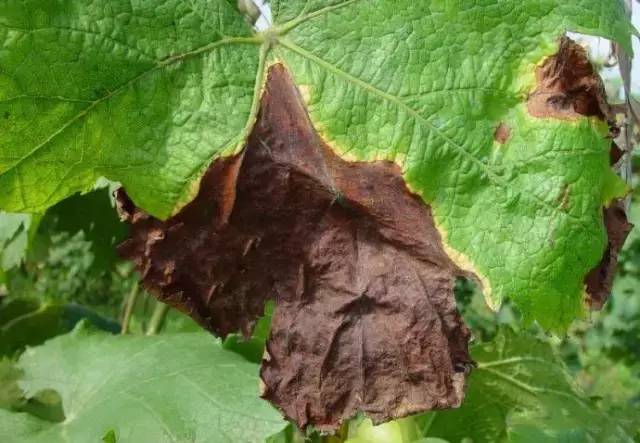 累了一年总结,葡萄病害对照表图