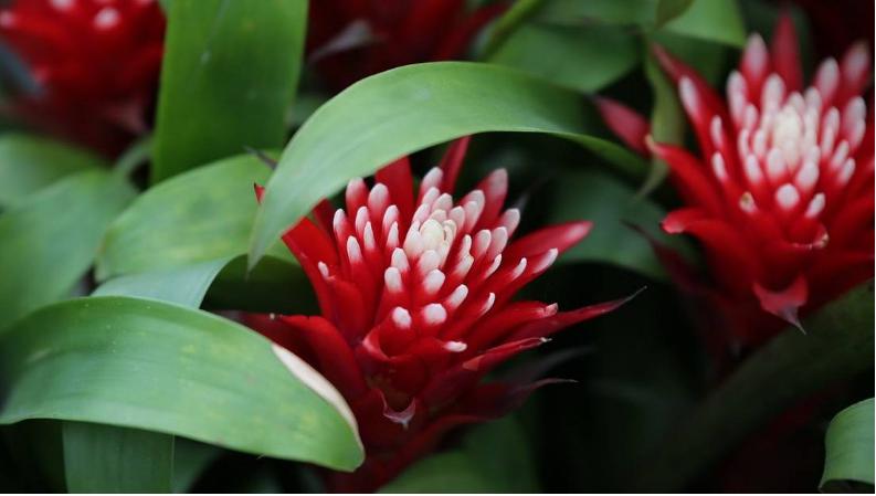 水塔花喜阴喜阳,水塔花固始