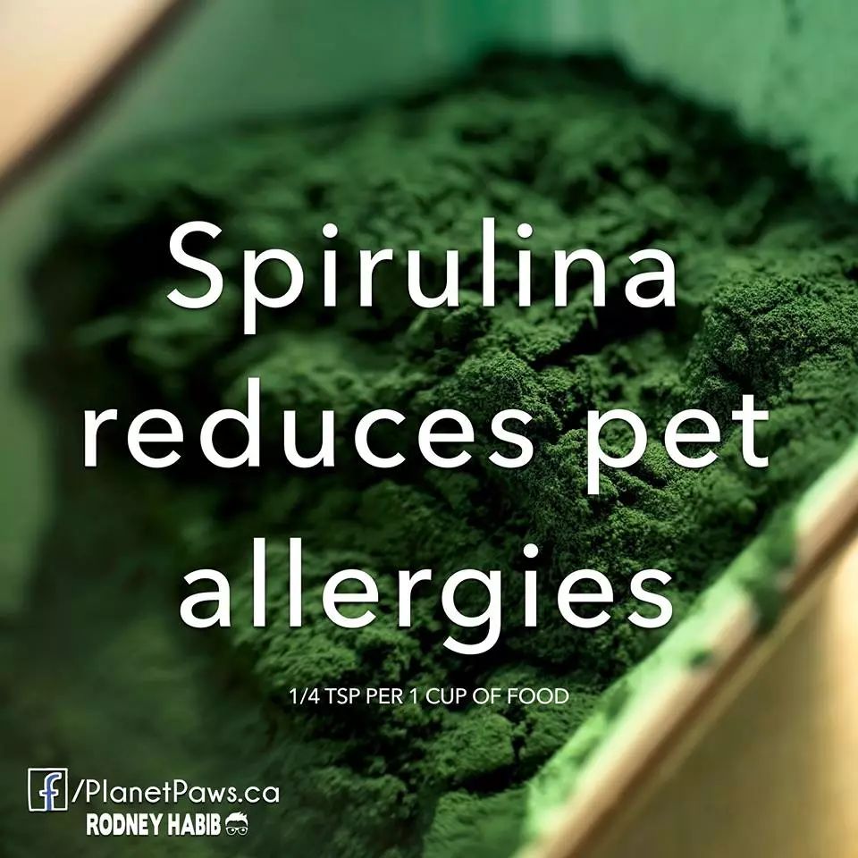 猫狗增加抵抗力的药,猫狗抗病毒的药有哪些