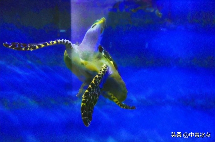 徐州一“黑老大”的宠物牵出600只海龟大案,检察官逐只追回,全国30城市联动,送海龟回家