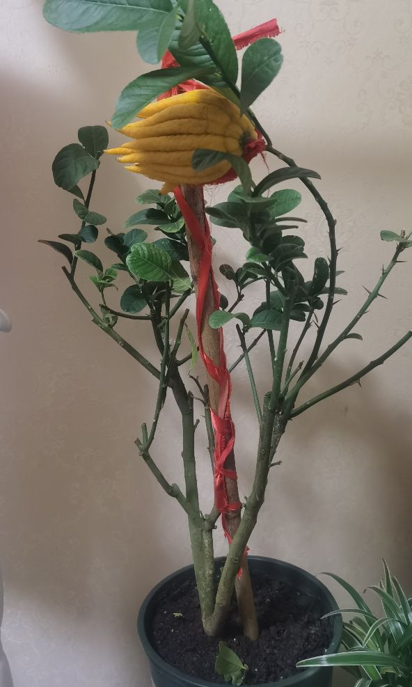 佛手柑怎么做最好吃视频教程,佛手柑怎么做香料