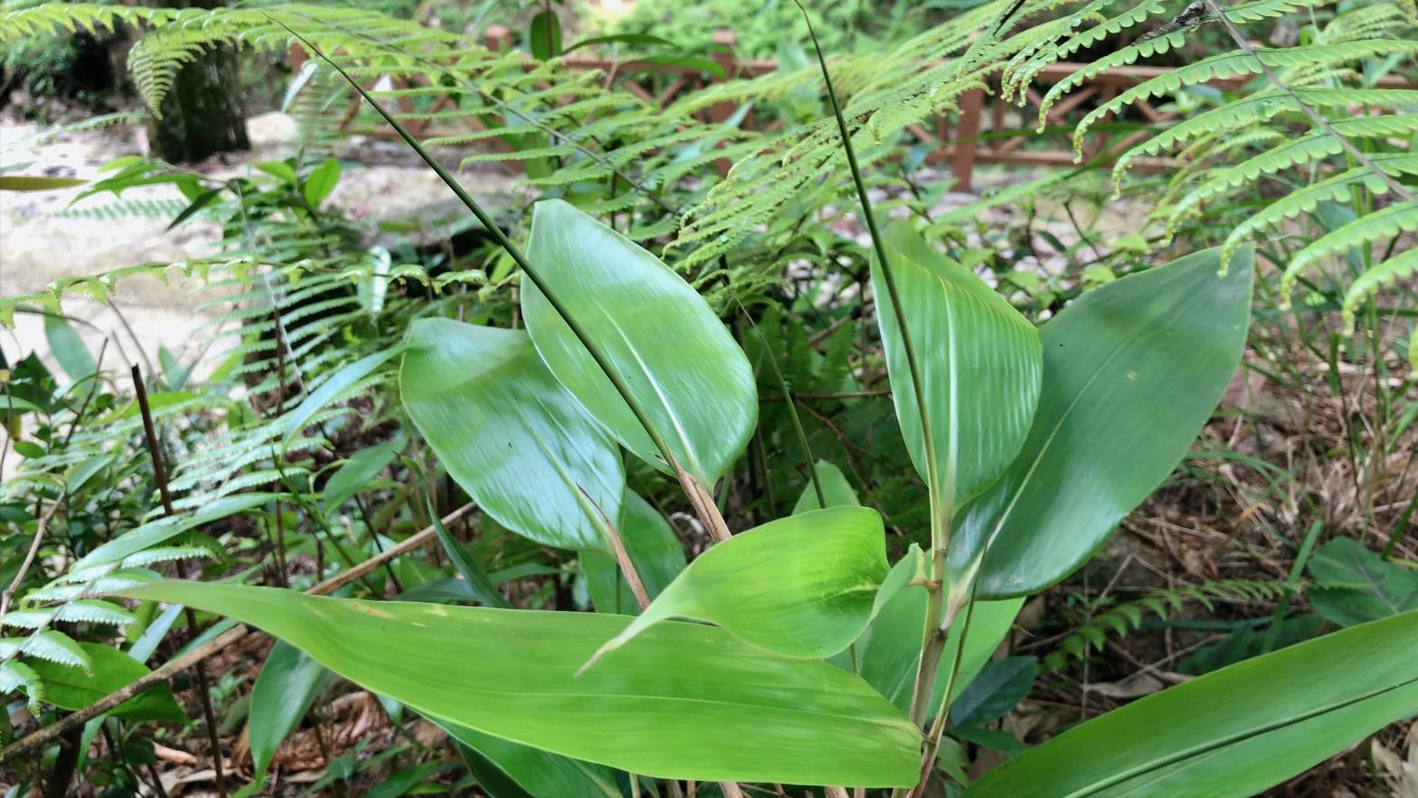 包粽子需要什么名,包粽子还要放什么材料吗