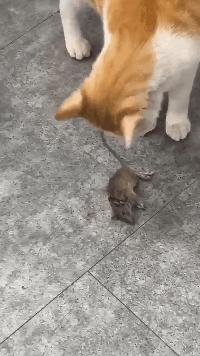 猫咪那些小心思图鉴,坏心眼猫咪合集