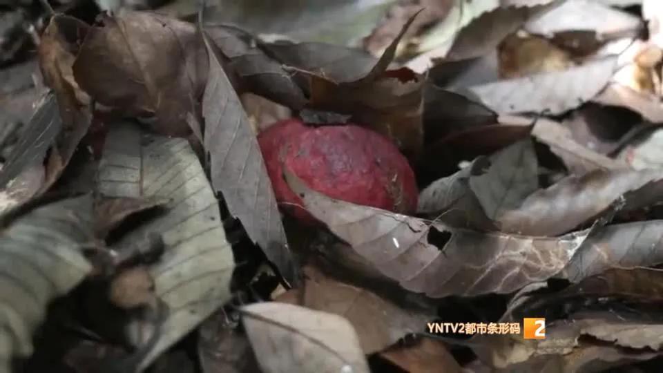 一朵野生菌的视频,野生菌的独特之处