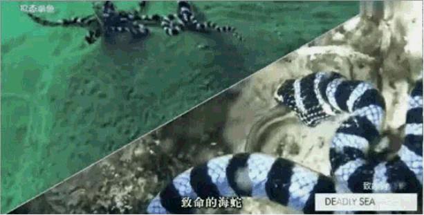 每个章鱼都有一个想要房子的梦想，“房奴”章鱼为何这么喜欢房子