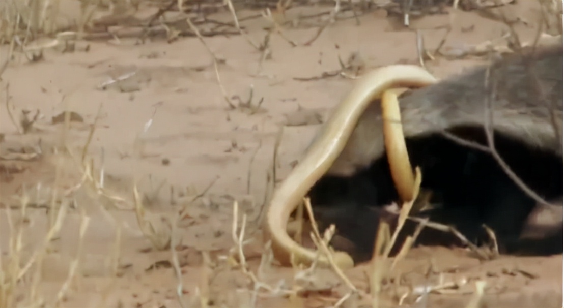 蜜獾吞食毒蛇视频,克星蜜獾专门咬很凶猛的毒蛇