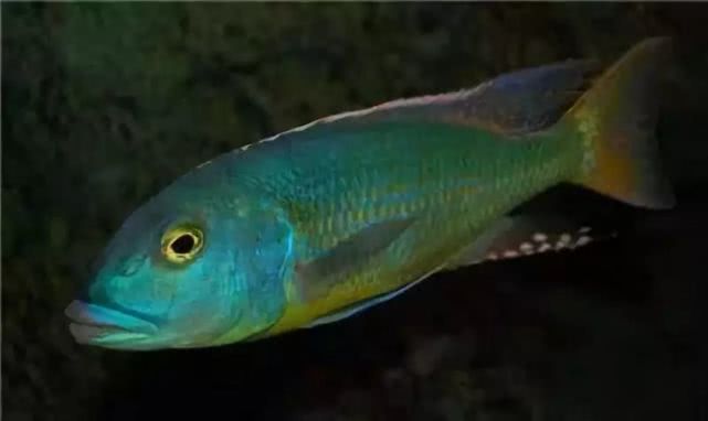 闈炴床鎱堥卜浠嬬粛,闈炴床鎱堥卜