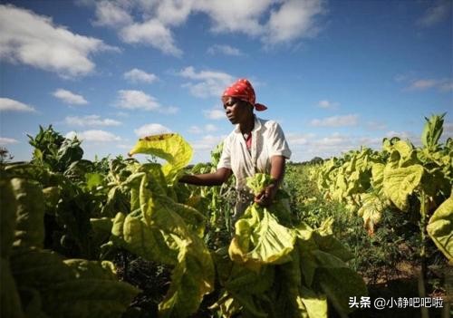 每天了解一个国家津巴布韦,津巴布韦是一个什么样的国家