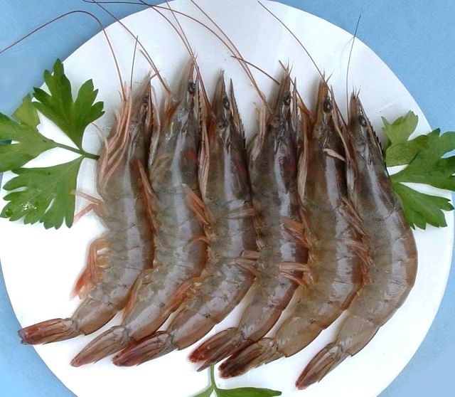 渤海湾野生海鲜图片,渤海湾海鲜为什么好