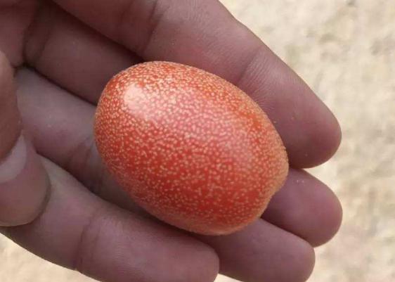 南方这“廉价”水果，1年结果3次，口感酸甜多汁，北方人却吃不起