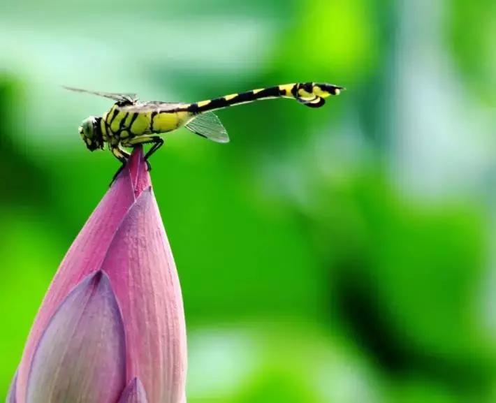 激情六月,燃动全城!2019九算之星评选厮杀正酣,就差你一票